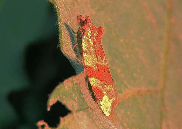 Argyrotaenia velutinana ? No, Argyrotaenia ljungiana - Tortricidae